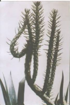 a3damate elwahd elahade